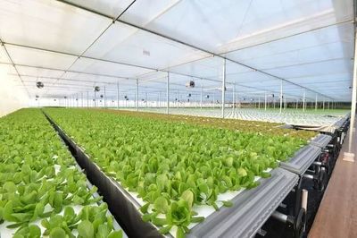 年產19茬蔬菜的工廠到底有多“恐怖”？全面揭秘京東植物工廠